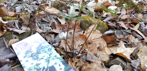 株式会社Cパートナーズ 四阿屋山登山