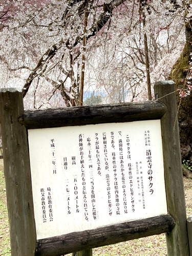 秩父の清雲寺の枝垂れ桜