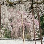秩父の清雲寺の枝垂れ桜