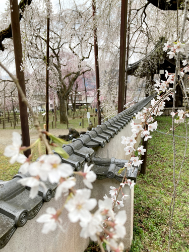 秩父の清雲寺の枝垂れ桜