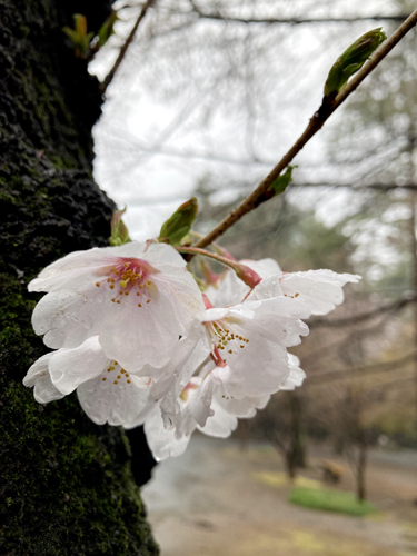 新座市野火止の金鳳山平林寺