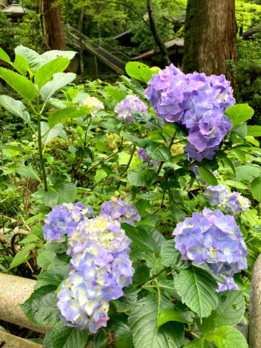 大雄山最乗寺