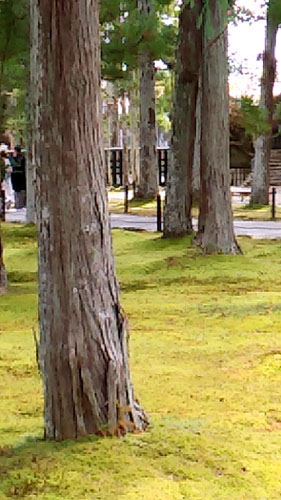 松島と瑞巌寺