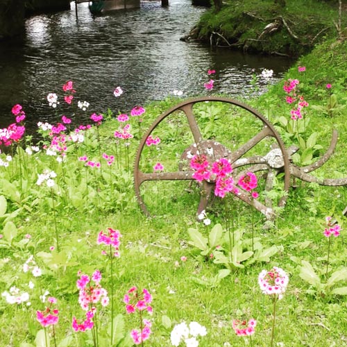 東武鉄道で日光のクリンソウを見てきました