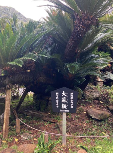 鋸山の中腹に広がる日本寺