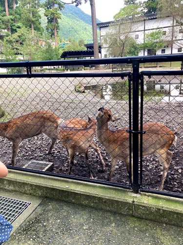 上越のお社の弥彦神社から弥彦山へ
