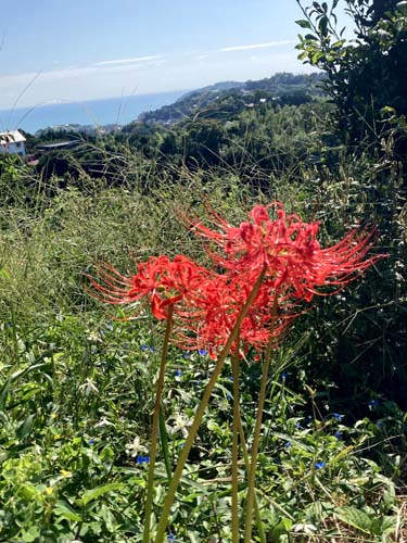 源頼朝のゆかりの地 真鶴岬