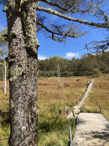 草花と眺望が楽しめる入笠山