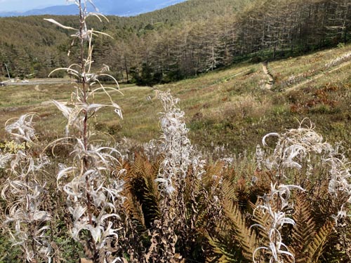 草花と眺望が楽しめる入笠山
