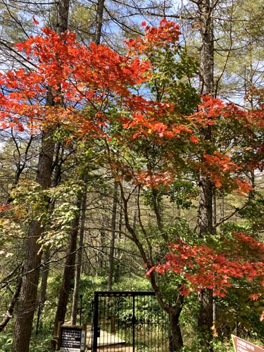 草花と眺望が楽しめる入笠山