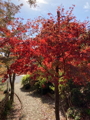 千葉県の紅葉スポット 本土寺 あじさいで有名なお寺
