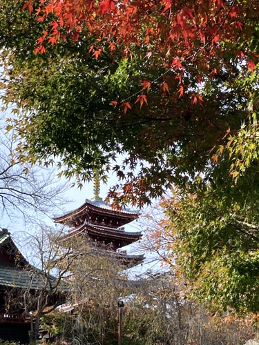 千葉県の紅葉スポット 本土寺 あじさいで有名なお寺